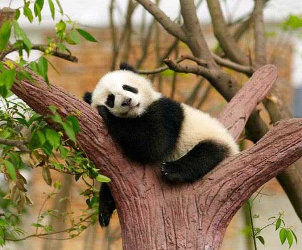 睡着的大熊猫宝宝 图片素材