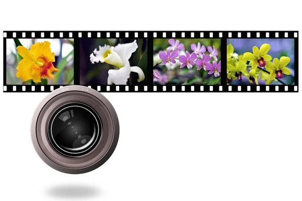 多彩的兰花照片膜带 图片素材