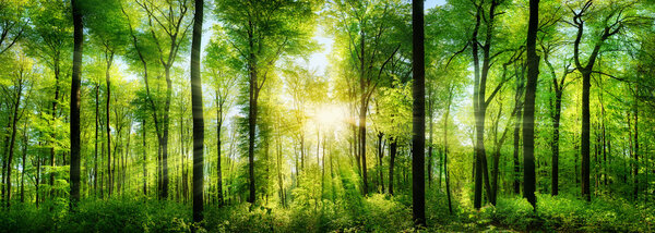 森林与日光照射的全景 图片素材