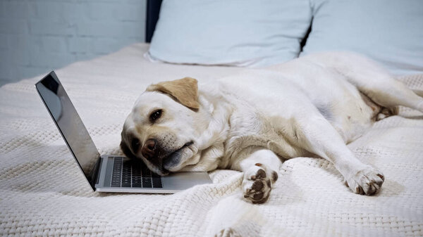 疲惫的金毛猎犬躺在床上的笔记本电脑旁 图片素材