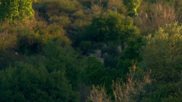 在以色列拍摄的视频素材的早晨草木茂盛的山坡上 图片素材
