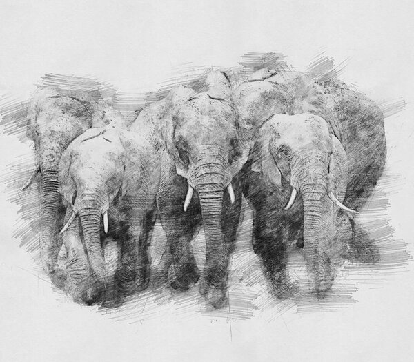 大象。用铅笔素描 图片素材