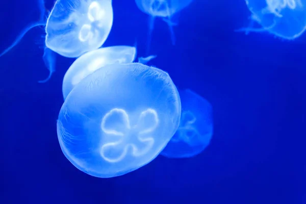 美丽的海洋生物在蓝色的光。水母 图片素材