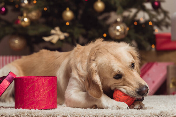 圣诞节前夕的金毛猎犬 图片素材