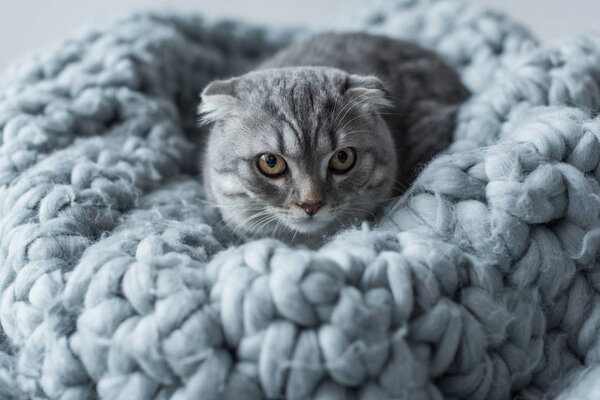 羊毛毯子上的猫 图片素材