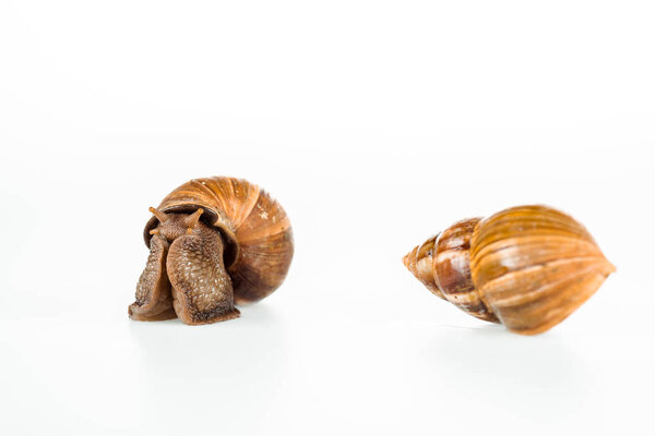 白色的、粘稠的、褐色的蜗牛 图片素材