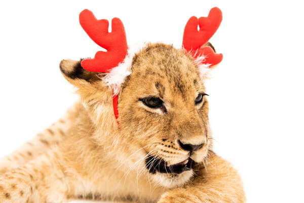 红色鹿角头带的可爱狮子宝宝在白色上被隔离的近景 图片素材