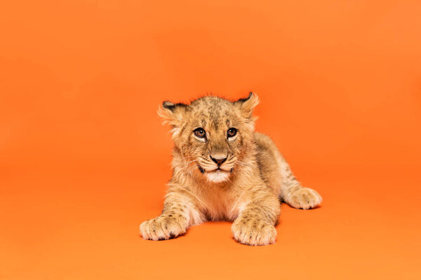 可爱的狮子宝宝躺在橙色的背景上 图片素材
