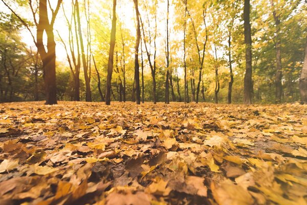 秋天的树林里的落叶 图片素材