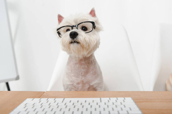 眼镜商务犬 图片素材