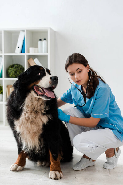 年轻、细心的兽医用听诊器检查伯牛斯山狗 图片素材