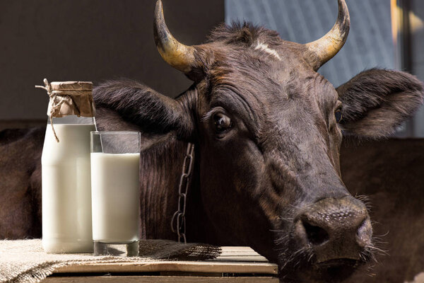 母牛，牛奶在玻璃 图片素材