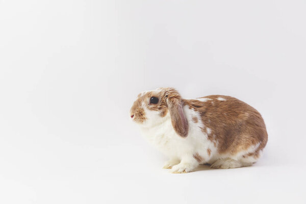 坐在棕色和白色兔子的演播室射击  图片素材