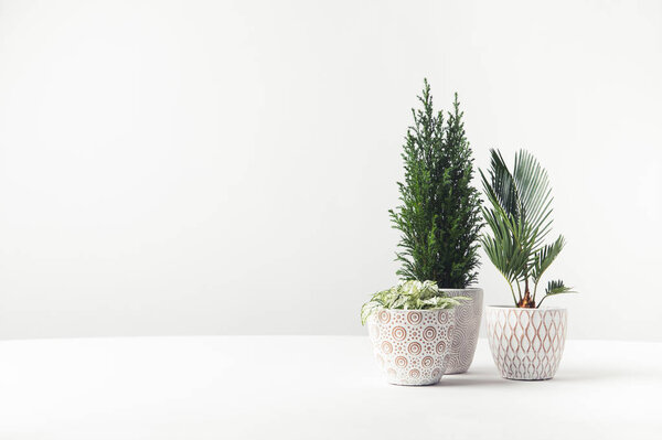 美丽的绿色家庭植物生长在白色的装饰盆  图片素材