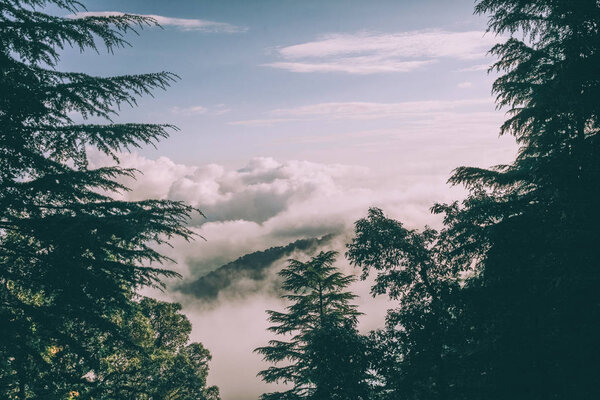印度喜马拉雅的常青树和美丽的山脉  图片素材