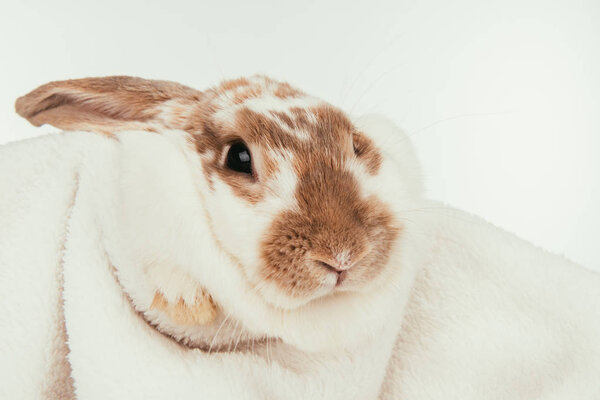 国产兔子躺在毯子上的白色隔离 图片素材