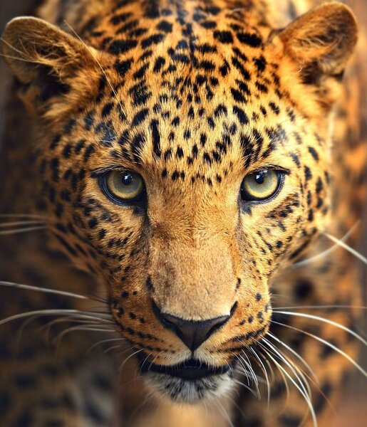 豹是一种美丽而优雅的动物 图片素材
