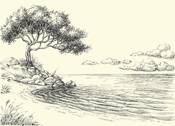海岸矢量画上的橄榄树 图片素材