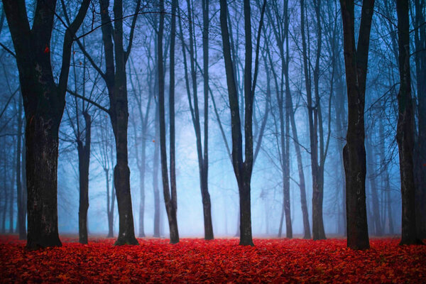 秋天蓝雾中美丽的神秘森林。五颜六色的景观与迷人的树木与红叶 图片素材