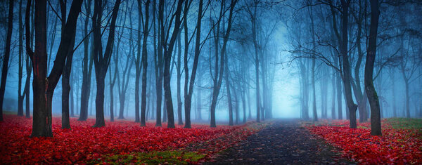 秋天蓝雾中美丽的神秘森林 图片素材