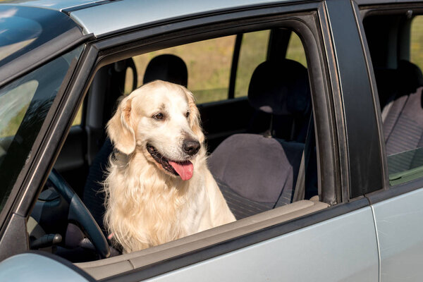 漂亮的金色猎犬狗望着窗外的田野里 图片素材