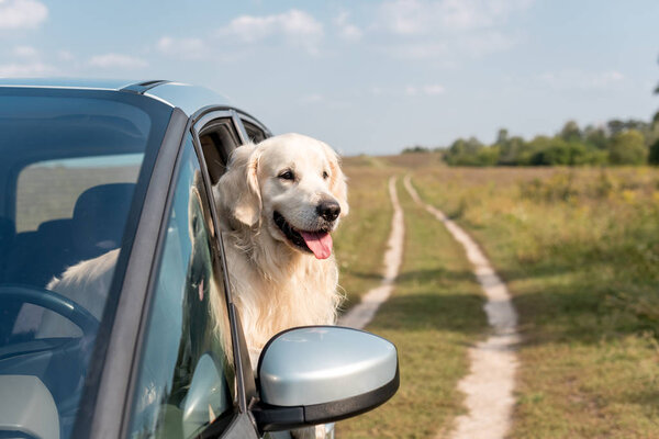 可爱的金色猎犬狗看着车窗外的领域 图片素材