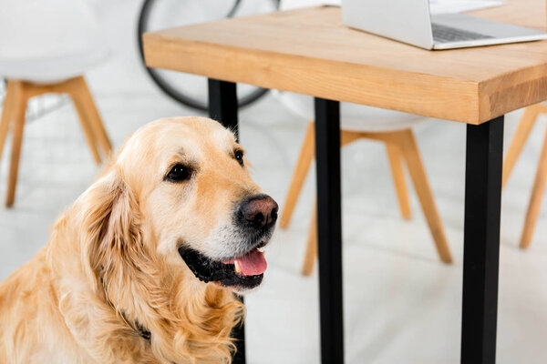 可爱的金毛猎犬坐在办公室桌子附近的地板上  图片素材