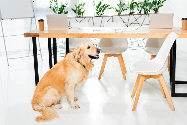 可爱的金毛猎犬坐在办公室桌子附近的地板上  图片素材