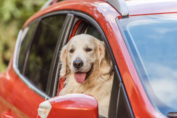 美丽的金猎犬狗坐在红色的车, 看着相机通过窗口 图片素材