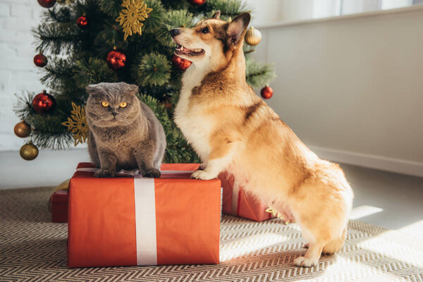 可爱的威尔士科吉狗和苏格兰折叠猫在礼物盒附近圣诞树 图片素材