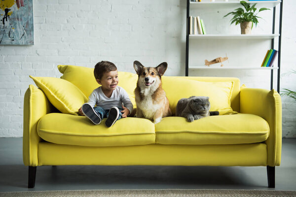 可爱的男孩与威尔士科吉狗和苏格兰折叠猫坐在黄色沙发在家 图片素材