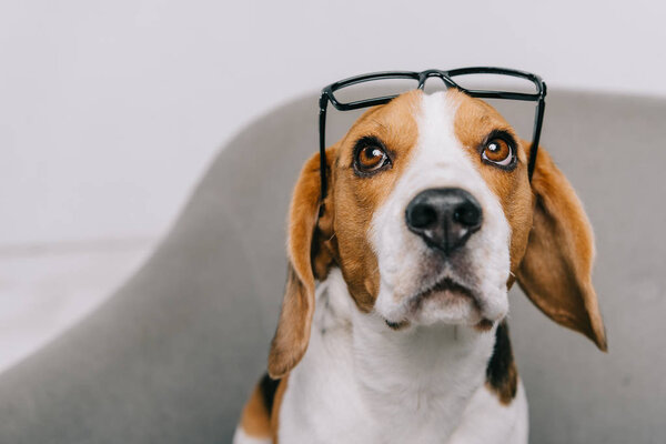 可爱的猎狗戴眼镜隔离在灰色 图片素材
