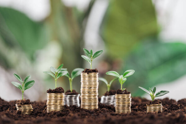 安排硬币与绿叶和土壤，金融增长概念 图片素材