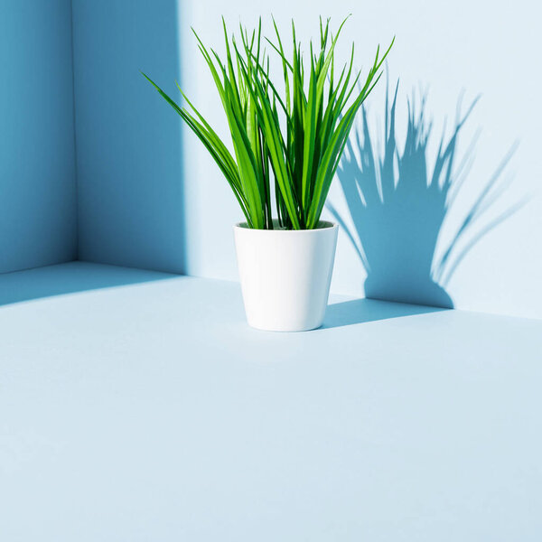 蓝底白色花盆中的绿色植物 图片素材