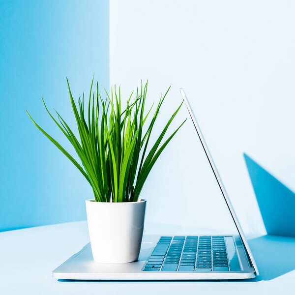 蓝色工作场所的现代笔记本电脑，绿色植物装在白色花盆中 图片素材