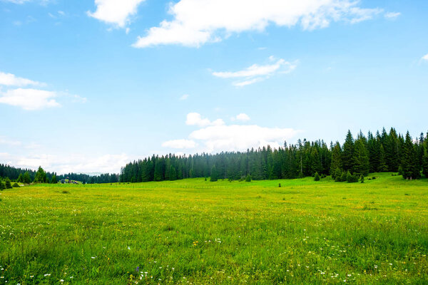 黑山杜尔米托尔地块绿树密布的绿色山谷 图片素材