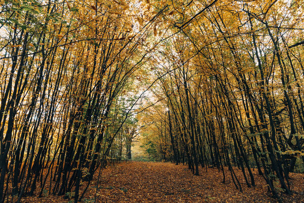 秋天的森林与金黄落叶的路径  图片素材