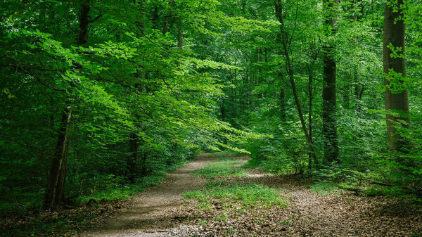 德国维尔茨堡绿色美丽森林之路 图片素材