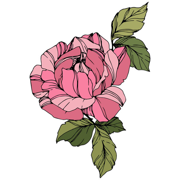 美丽的玫瑰花。粉红色雕刻水墨艺术。被隔绝的玫瑰色例证元素。野花与绿叶查出在白色. 图片素材