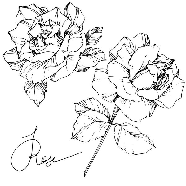 美丽的向量玫瑰花查出在白色背景。黑白雕刻水墨艺术. 图片素材