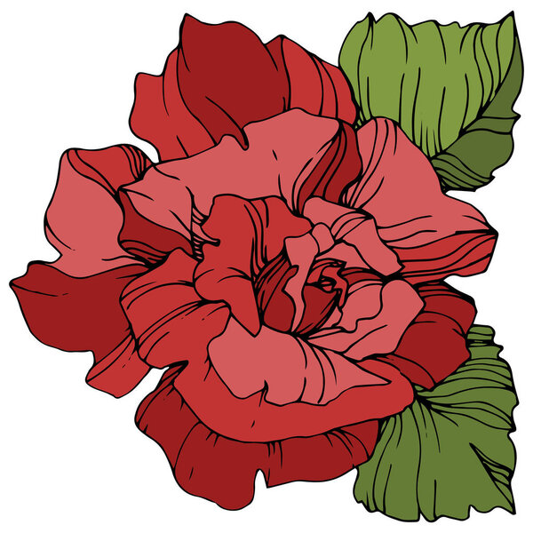 向量红色玫瑰花与绿叶查出在白色背景。雕刻的水墨艺术. 图片素材