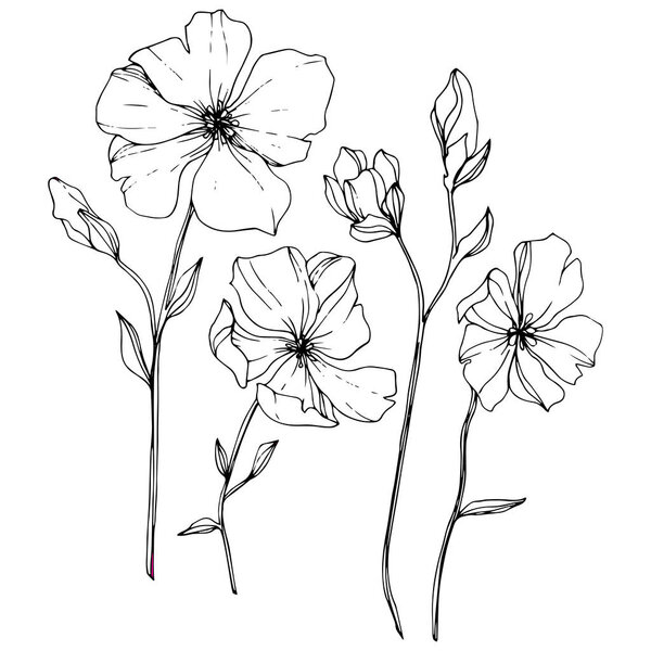 向量亚麻花植物学花。野生春叶野花分离。黑白雕刻水墨艺术。白色背景上的独立亚麻插图元素. 图片素材