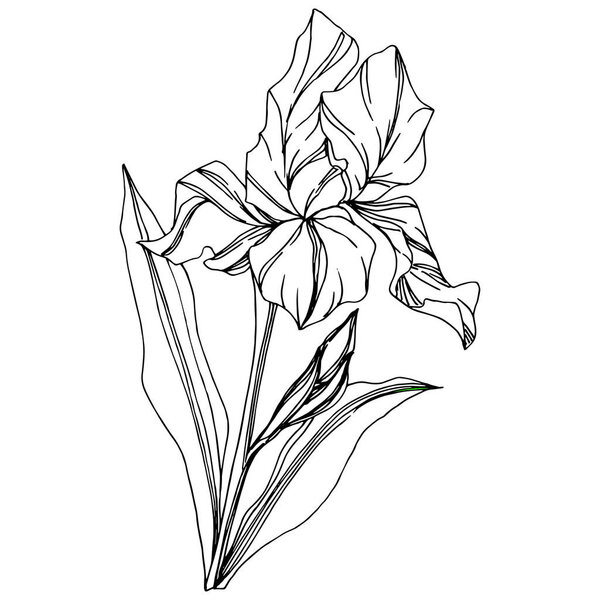 病媒爱丽斯花植物花。野生春叶野花被隔离.黑白版画油墨艺术.白色背景上孤立的虹膜插图元素. 图片素材