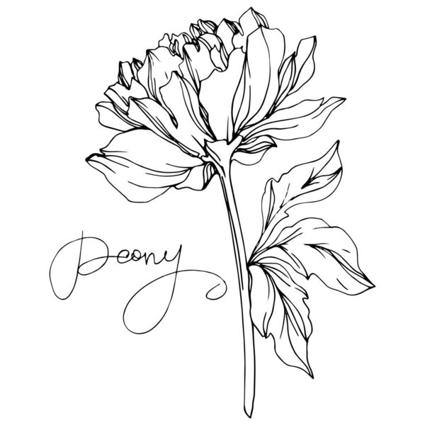 矢量牡丹花与叶子分离在白色与牡丹字母。黑白雕刻油墨艺术. 图片素材