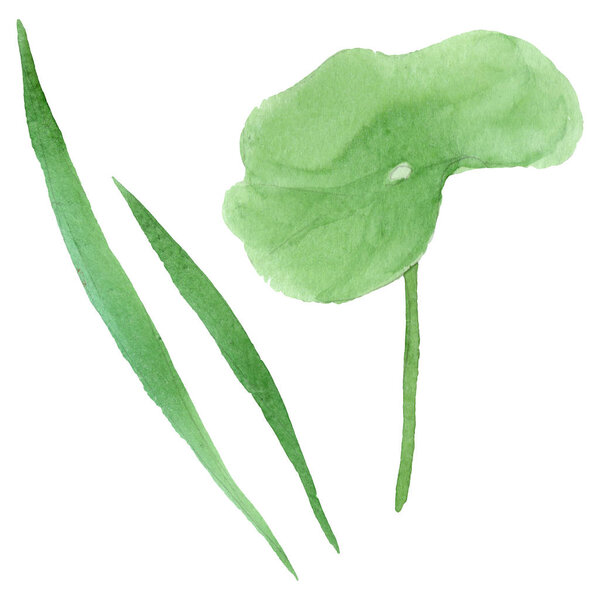 蓝莲花植物花。水彩背景插图集。隔离的十隆博插图元件. 图片素材