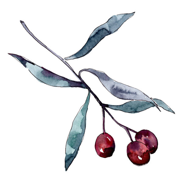 橄榄枝与黑色和绿色的水果。水彩背景插图集。隔离橄榄插图元件. 图片素材