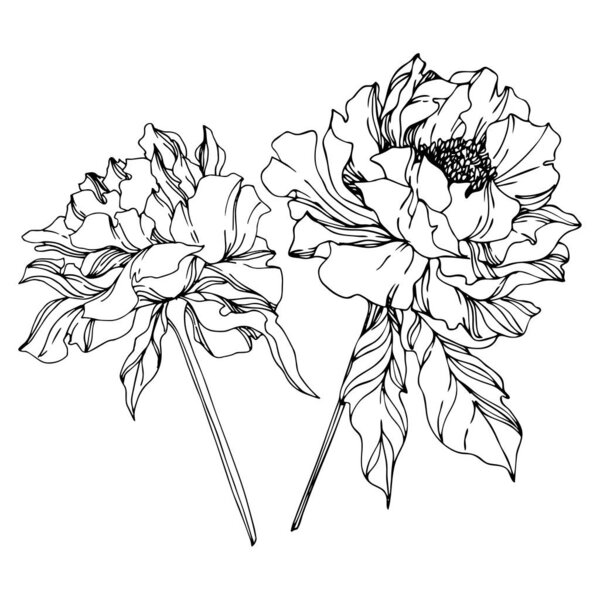 牡丹花植物花。黑白雕刻水墨艺术。独立牡丹插图元件. 图片素材