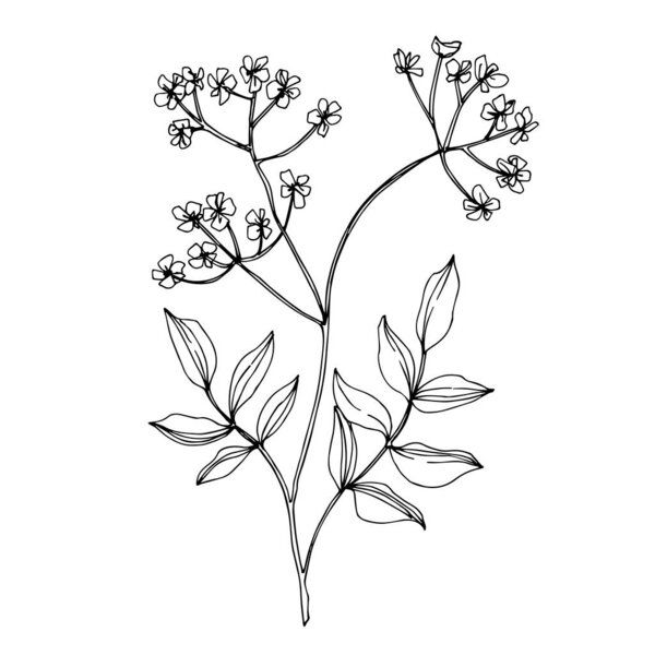 病媒野花植物科植物花。 黑白版画水墨艺术. 孤立的花卉插画元素. 图片素材
