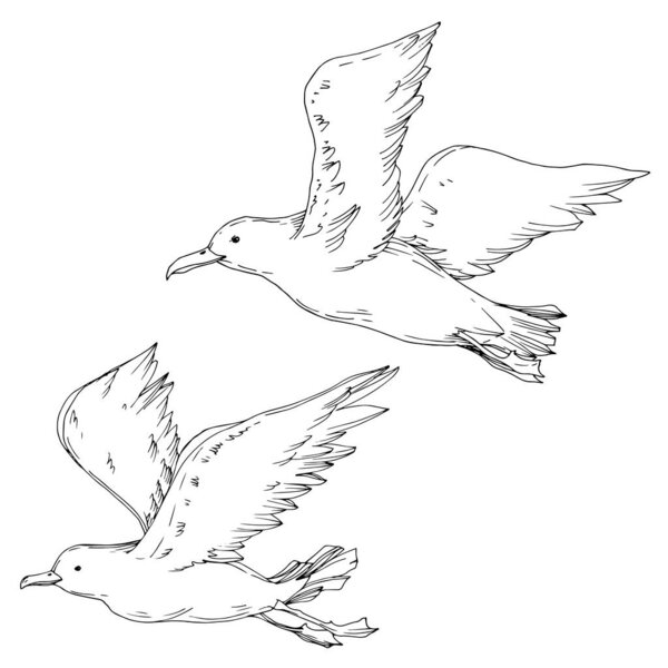 病媒天鸟海鸥隔离。 黑白版画水墨艺术. 孤立海鸥图解元素. 图片素材