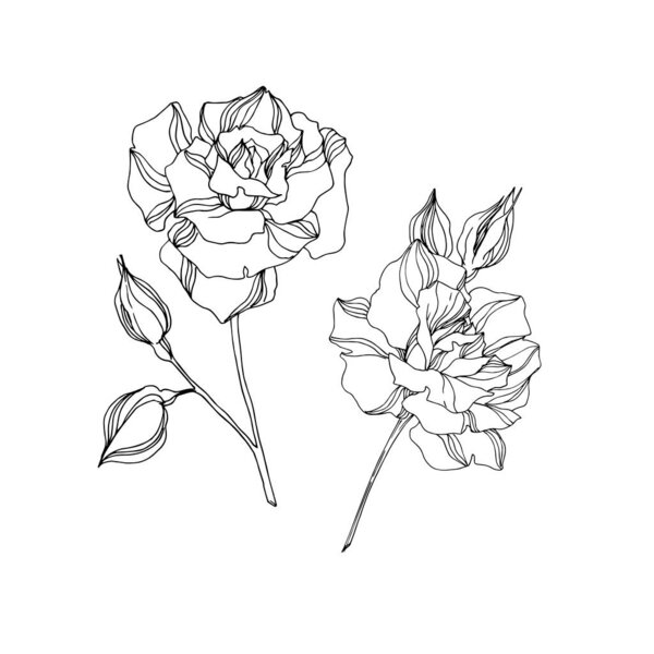 病媒玫瑰植物花。植物花。 黑白版画水墨艺术. 孤立的玫瑰说明性元素. 图片素材